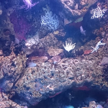 Oceanário de Lisboa - Aquariums Near Me - Lisbon, 11 Oceanário de Lisboa - Aquariums Near Me - Lisbon, 11