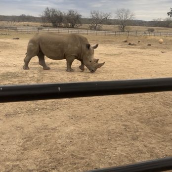 Rhinory - Blake, the adolescent rhino - Wineries Near Me - Fredericksburg, Texas Rhinory - Blake, the adolescent rhino - Wineries Near Me - Fredericksburg, Texas