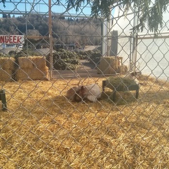 Carpinito Brothers - Live reindeer. - Nurseries & Gardening Near Me - Kent, Washington Carpinito Brothers - Live reindeer. - Nurseries & Gardening Near Me - Kent, Washington