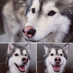 Dakota's Puppy Love - Handsome Loki