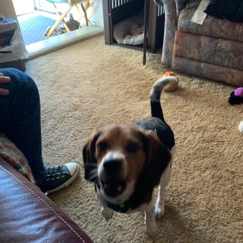 Paws N Claws Grooming - Happy puppy - Pet Groomers Near Me - Smithfield, North Carolina