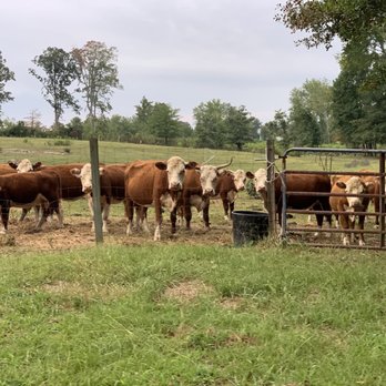Fat Ass Heifer Cidery - Miniature Herefords - Cideries Near Me - Campobello, South Carolina Fat Ass Heifer Cidery - Miniature Herefords - Cideries Near Me - Campobello, South Carolina