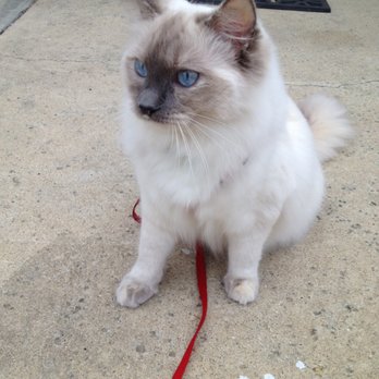 Poshdollz Ragdolls - Outside time - Pet Breeders Near Me