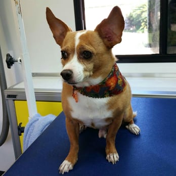 Savvy Mobile Grooming - Pet Groomers Near Me Savvy Mobile Grooming - Pet Groomers Near Me
