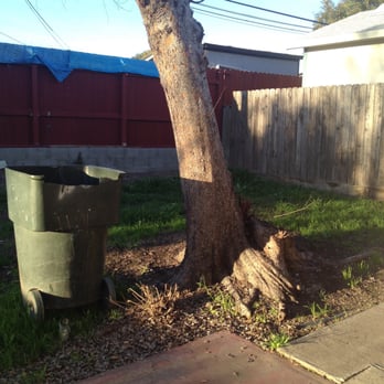 Johnston's Tree Service - Huge, crooked, & scary - also hanging over power lines - Tree Services Near Me - Roseville, California Johnston's Tree Service - Huge, crooked, & scary - also hanging over power lines - Tree Services Near Me - Roseville, California