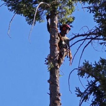 The Branch - Tree Services Near Me - San Marcos, California The Branch - Tree Services Near Me - San Marcos, California