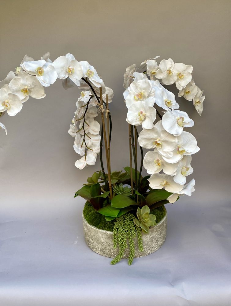 PACIFIC SILK PLANTS Updated August 2024 50 Photos 32963 Calle