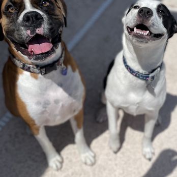 Pup Dates - Dog Walkers Near Me Pup Dates - Dog Walkers Near Me