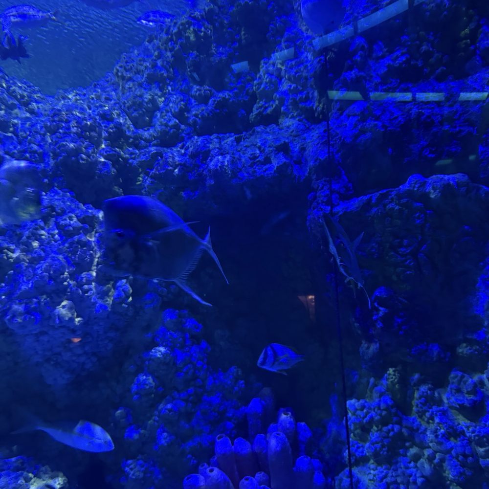 Shark Encounter - Aquariums Near Me - Orlando, Florida