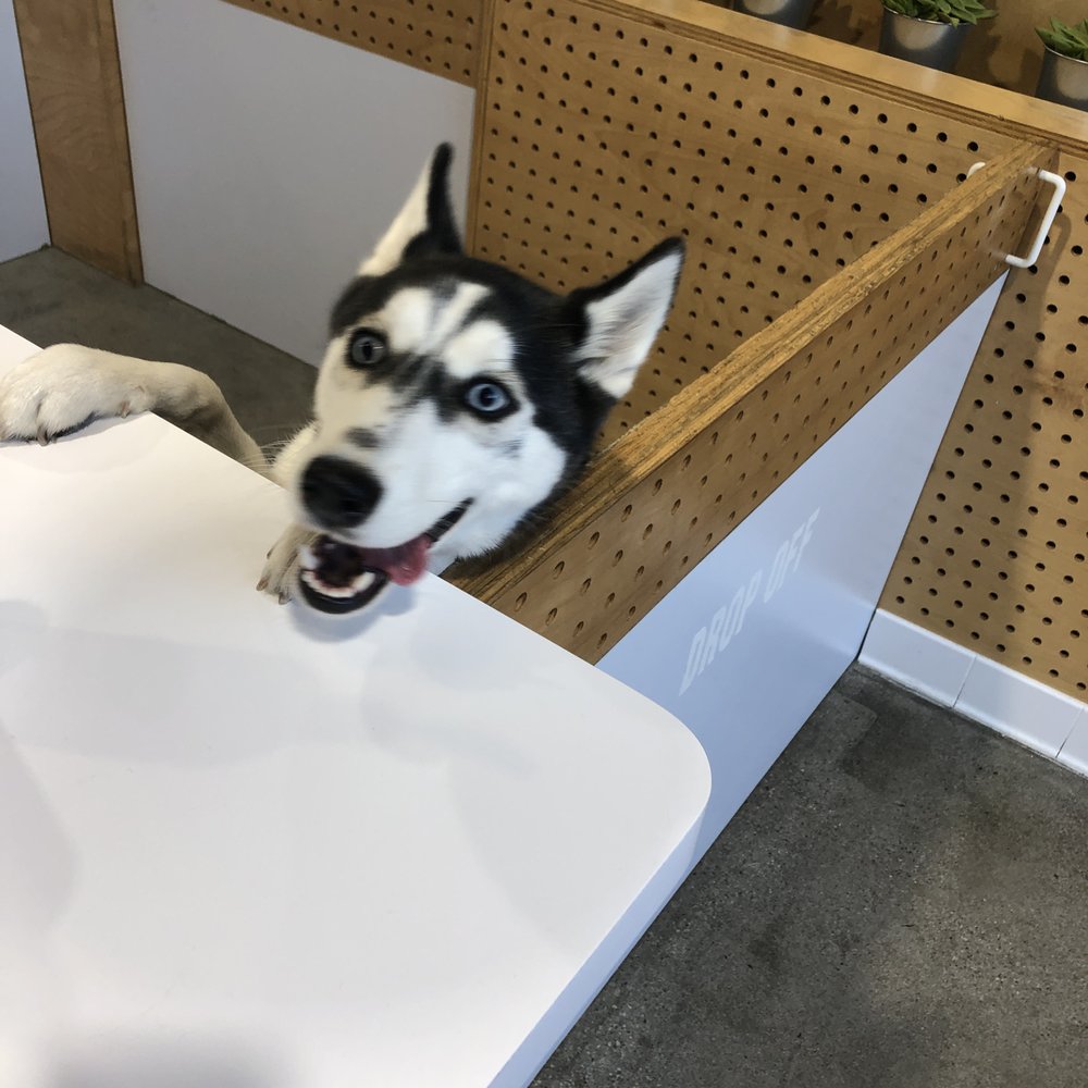 Dogdrop - Pet Sitting Near Me - Los Angeles, California Dogdrop - Pet Sitting Near Me - Los Angeles, California