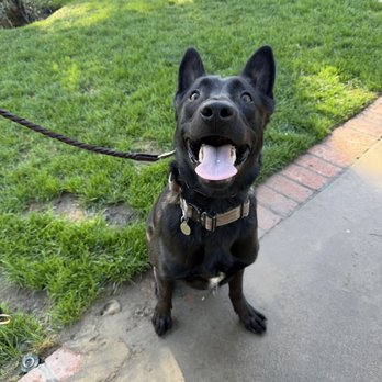 Westlake Canine Academy - Pet Training Near Me Westlake Canine Academy - Pet Training Near Me