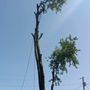 Photo of Rusk Tree Care
