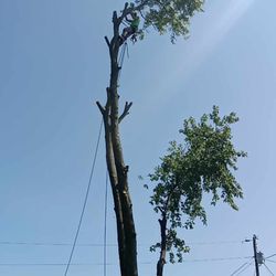 Rusk Tree Care