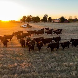 Express Ranches