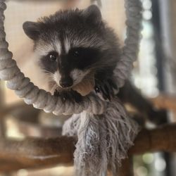 Wildlife Foster Program - Did you know? Raccoons are extremely integrated into our cities limits.