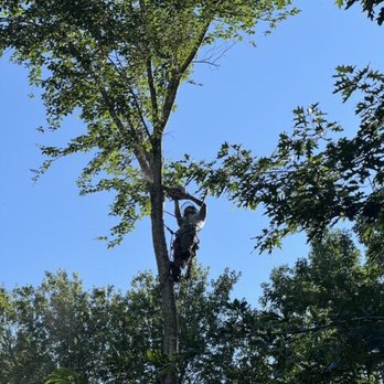 Yandi's Tree Service - Tree Services Near Me - Lowell, Massachusetts