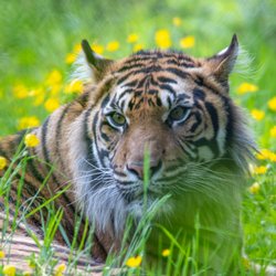 Paignton Zoo
