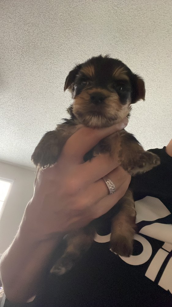 YORKIE Request Information Killeen, Texas Pet Breeders