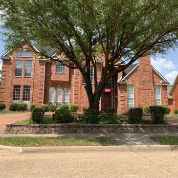 Albert's Tree Service - After- removed nearly 40 trees! Much better! - Tree Services Near Me - Richardson, Texas