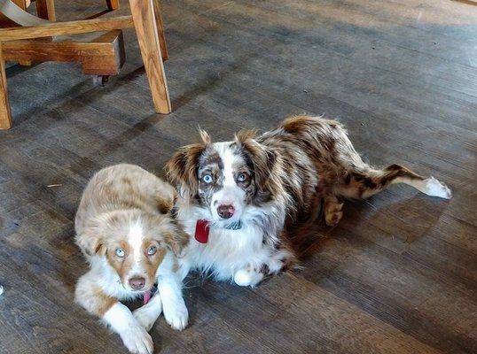 bocks mini aussies