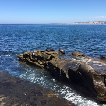 La Jolla Cove - Today's special - four sea lions - Parks Near Me - La Jolla, California La Jolla Cove - Today's special - four sea lions - Parks Near Me - La Jolla, California