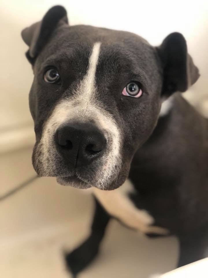 BEANFEET DOG GROOMING Melbourne Victoria, Australia Pet Groomers Phone Number Yelp