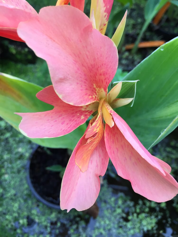 WATERFORD GARDENS Nurseries & Gardening 74 E Allendale Rd, Saddle