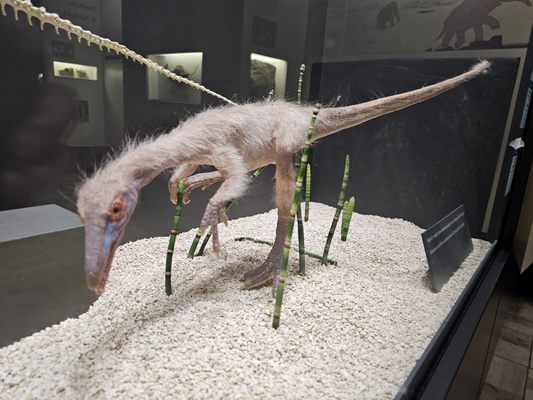 Senckenberg Nature Museum by null