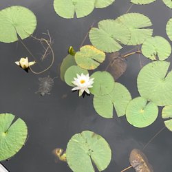 Atascocita Park - Lilypads