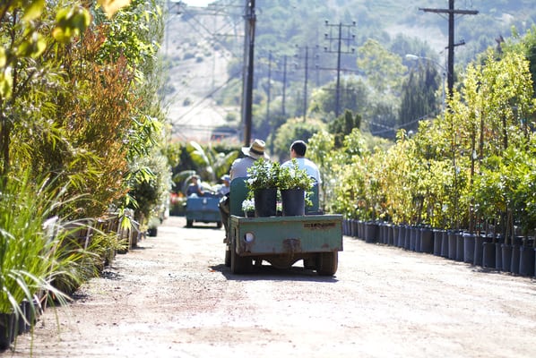 C & S Nursery by null