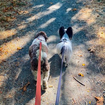 The Dog Connection - Pet Training Near Me The Dog Connection - Pet Training Near Me