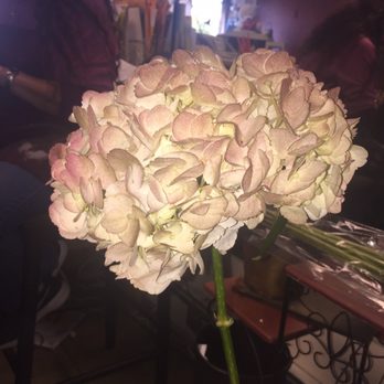 Central Florist - Sprayed hydrangeas - Florists Near Me - Valley Stream, New York Central Florist - Sprayed hydrangeas - Florists Near Me - Valley Stream, New York