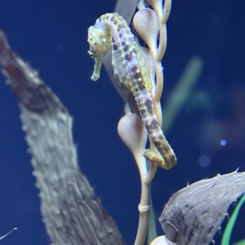 Oregon Coast Aquarium - Aquariums Near Me - Newport, Oregon Oregon Coast Aquarium - Aquariums Near Me - Newport, Oregon