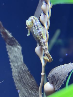 Oregon Coast Aquarium by null