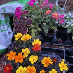 Schwartz's Greenhouse - Annual flowers and plants