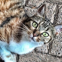 Chez Marguerite - Le chat de Marguerite