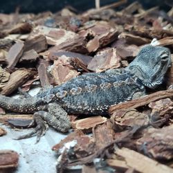 E & M Pet Shop - Poor baby. How could anyone think this is okay? AMATEURS.