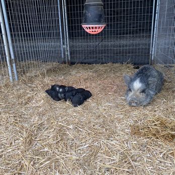 SoCalMiniPigs - Arabella and her babies - Pet Breeders Near Me - Valley Center, California