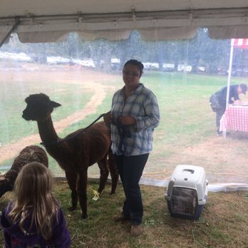 Mill Neck Manor House - Alpaca at petting station - Venues & Event Spaces Near Me - Mill Neck, New York Mill Neck Manor House - Alpaca at petting station - Venues & Event Spaces Near Me - Mill Neck, New York