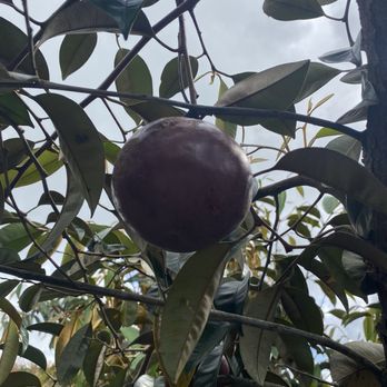 Ascension Bar - Attraction Farms Near Me - Waipahu, Hawaii
