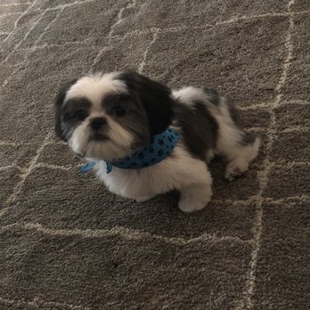 Pawsitively Divine Mobile Pet Grooming - Pet Groomers Near Me Pawsitively Divine Mobile Pet Grooming - Pet Groomers Near Me