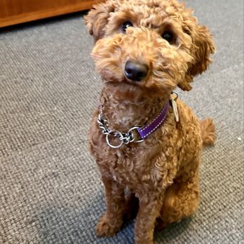 Scarlet's Fancy Poodles - This is our 9 month girl puppy - Pet Breeders Near Me Scarlet's Fancy Poodles - This is our 9 month girl puppy - Pet Breeders Near Me