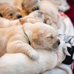 Sacto Frenchies - ADORABLE - Golden Retriever pups