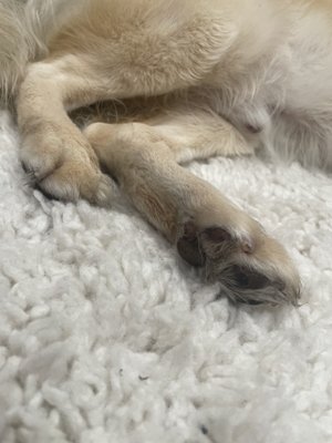 Citydog! Club by null