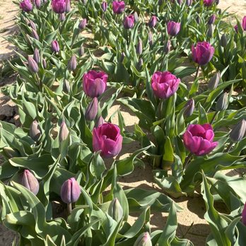 Texas-Tulips - Love the color - Nurseries & Gardening Near Me - Pilot Point, Texas
