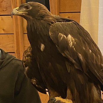 Teton Raptor Center - Golden Eagle - Zoos Near Me - Wilson, Wyoming