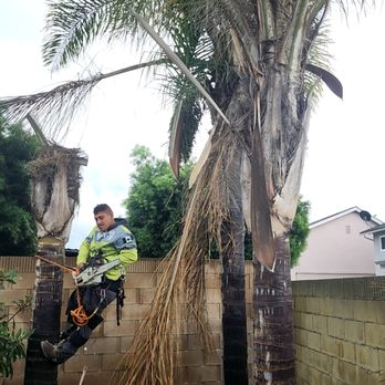 Paez Tree Service - Tree Services Near Me - Anaheim, California Paez Tree Service - Tree Services Near Me - Anaheim, California