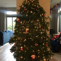 Rent A Living Christmas Tree
