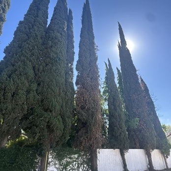 A & A Tree Service - 40-50ft tall trees x 5 - Tree Services Near Me
