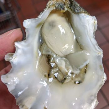 The Kitchen Restaurant - Oyster so fresh. I can't stop eating! - New American Near Me - Sacramento, California The Kitchen Restaurant - Oyster so fresh. I can't stop eating! - New American Near Me - Sacramento, California
